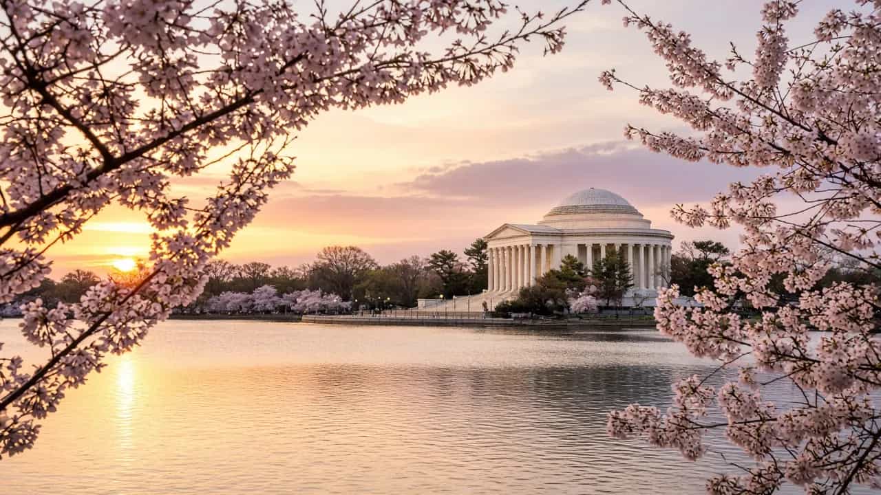 Cherry blossoms framing the Tidal Basin and Jefferson Memorial at soft sunrise, Washington DC